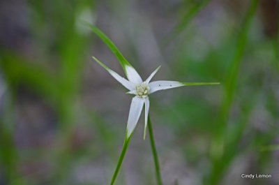 Lower Suwannee National Wildlife Refuge