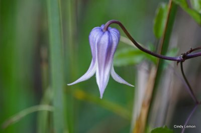 Purple Clematis 2