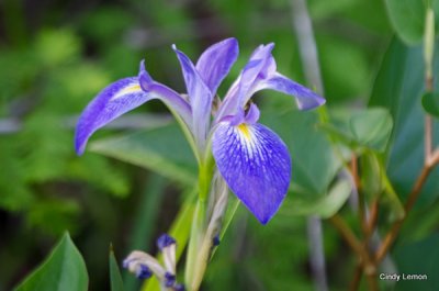 Purple Iris