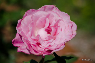 Sweet Surrender Rose