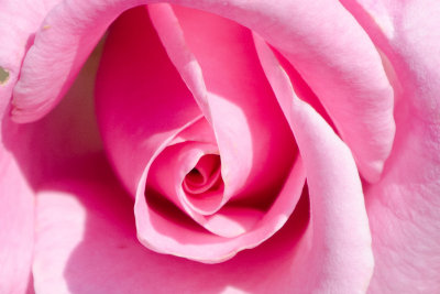 Closer View of Sweet Surrender Rose