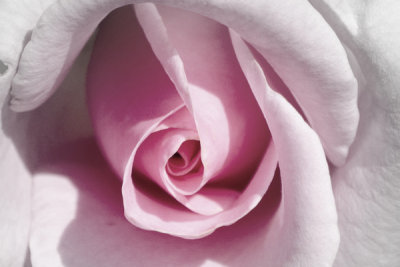 Closer View of Sweet Surrender Rose 2