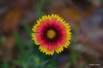 Sunday at Jacksonville Arboretum