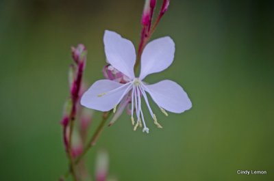 Jacksonville Arboretum 2