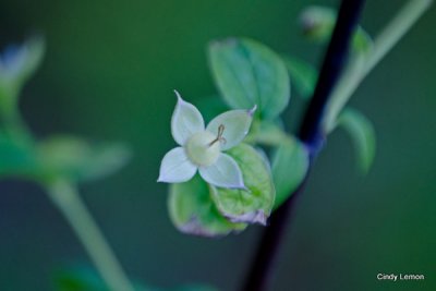 Jacksonville Arboretum 3