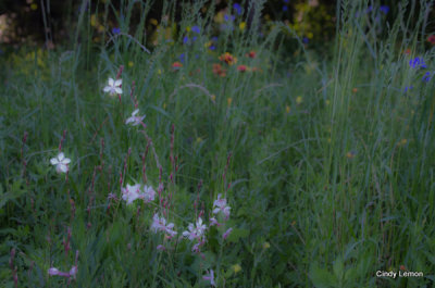 Jacksonville Arboretum 4 Field of Flowers