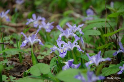 Field of Crested Dwarf Iris