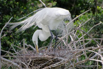 Nesting Great Egret with Eggs