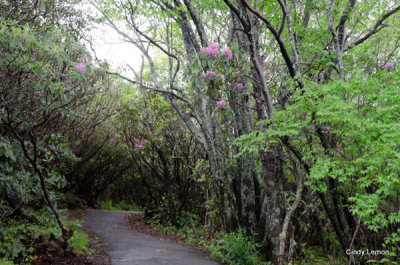 Graveyard Fields on Blue Ridge Parkway