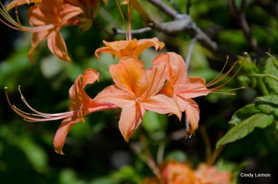Flame Azaleas at Craggy Gardens Picnic Area