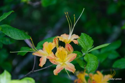 Flame Azaleas at Craggy Gardens Picnic Area 2