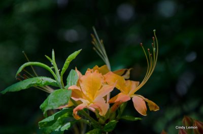Flame Azaleas at Craggy Gardens Picnic Area 3