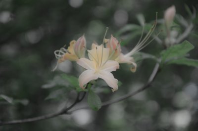 Flame Azaleas at Craggy Gardens Picnic Area 5