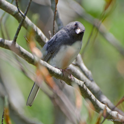 Bird on Trail to Craggy Gardens Shelter