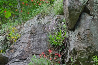 Rock Garden