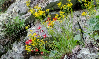 Rock Garden 2