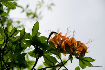 Flame Azaleas Against the Sky