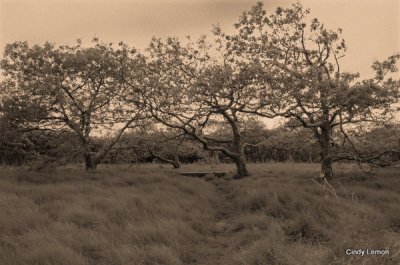 Craggy Gardens Bench