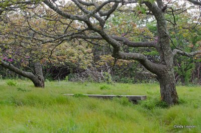 Craggy Gardens Bench 3