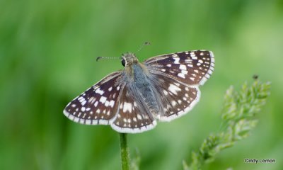 Butterfly in Field on the Mountain to Sea Trail