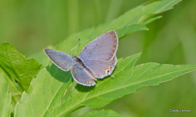 Butterfly in Field on the Mountain to Sea Trail 2