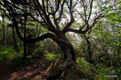 Tortured Tree on Mountain to Sea Trail