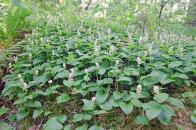 False Lily of the Valley