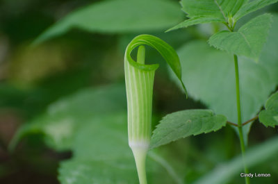 Jack in the Pulpit - Moses Cone on Blue Ridge Parkway
