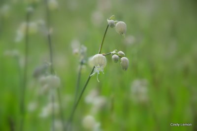 Wild Onion on Trail at Moses Cone