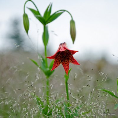 Gray's Lily 1