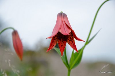 Gray's Lily 2