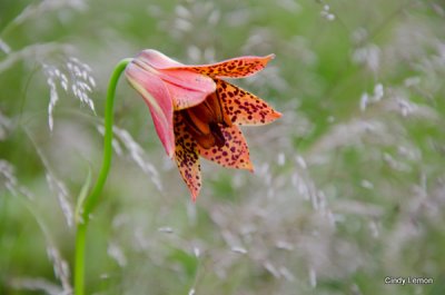 Gray's Lily 3