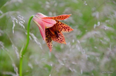 Grays Lily 3