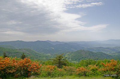 Flame Azaleas on Roan Mountain