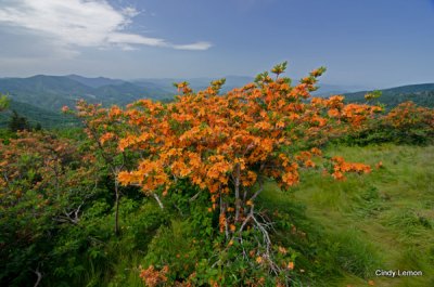 Flame Azalea on Roan Mountain