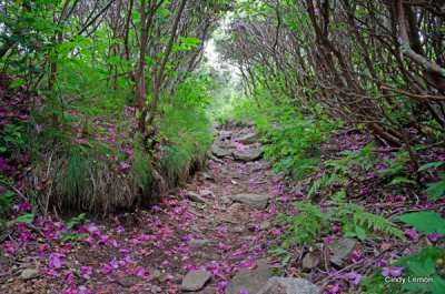 Roan Mountain Rhododendron