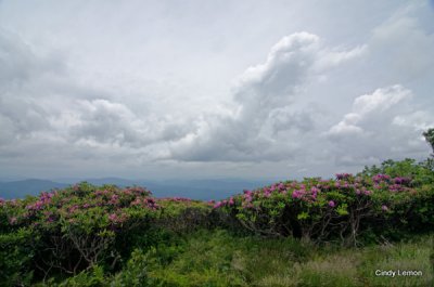 Roan Mountain - Approaching Storm