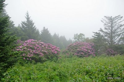 Gardens at Roan Mountain - Rhododenron in Fog