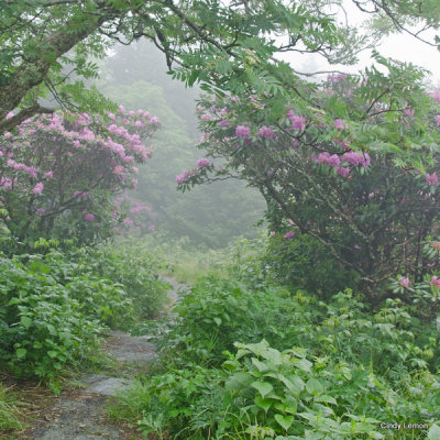 Gardens at Roan Mountain - Rhododenron in Fog 2