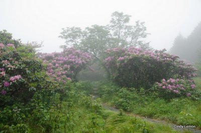 Gardens at Roan Mountain - Rhododenron in Fog 3