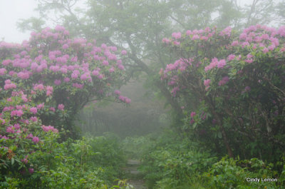 Gardens at Roan Mountain - Rhododenron in Fog 4