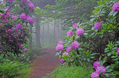 Gardens at Roan Mountain - Rhododenron in Fog 6