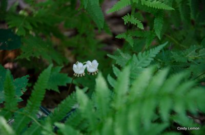 Shy wintergreen flowers