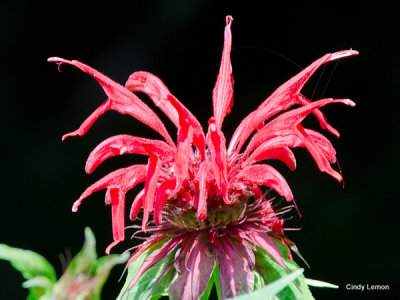 Red Bee Balm