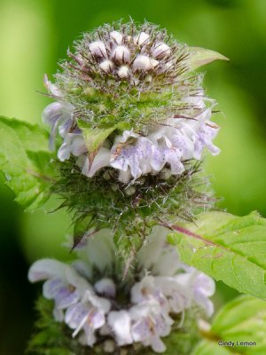 Mountain Mint