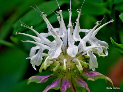 Bee Balm