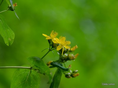 St Johns Wort