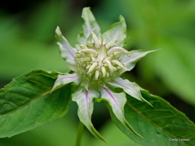 Bee Balm