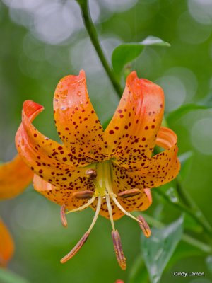 Turks Cap Lily 1