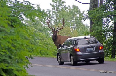 Elk on Blue Ridge Parkway